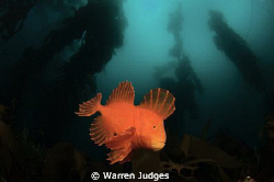 Red velvet Fish. Fortesque Bay Tasmania Australia by Warren Judges 